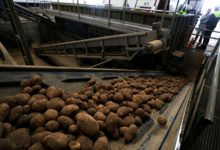 Фото - Россиянам предложат картофель «экономкласса»