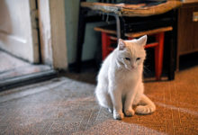 Фото - Россиянка вознамерилась завещать квартиру любимому коту