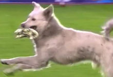 Фото - Собака не только прервала футбольный матч, но и нашла нового хозяина