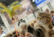 Фото - Ученые объяснили любовь кошек к кошачьей мяте