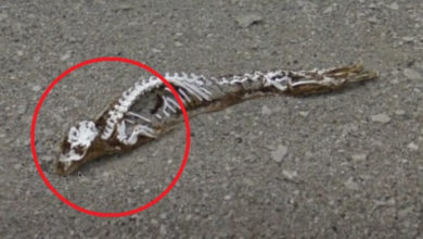 Фото - В Антарктиде найден скелет загадочного животного. Что это такое?
