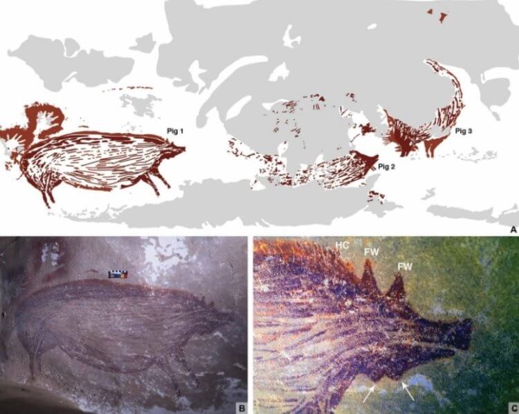 В Индонезии найден самый древний рисунок с животными. Ему 45 500 лет