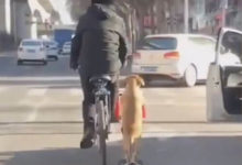 Фото - Во время прогулок собака сопровождает хозяина на самокате