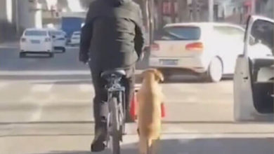 Фото - Во время прогулок собака сопровождает хозяина на самокате