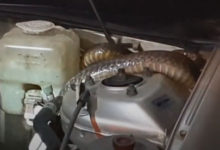 Фото - Змея решила спрятаться в двигателе машины, которая чуть её не сбила