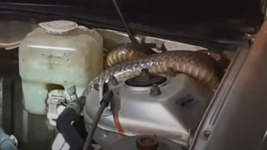 Фото - Змея решила спрятаться в двигателе машины, которая чуть её не сбила