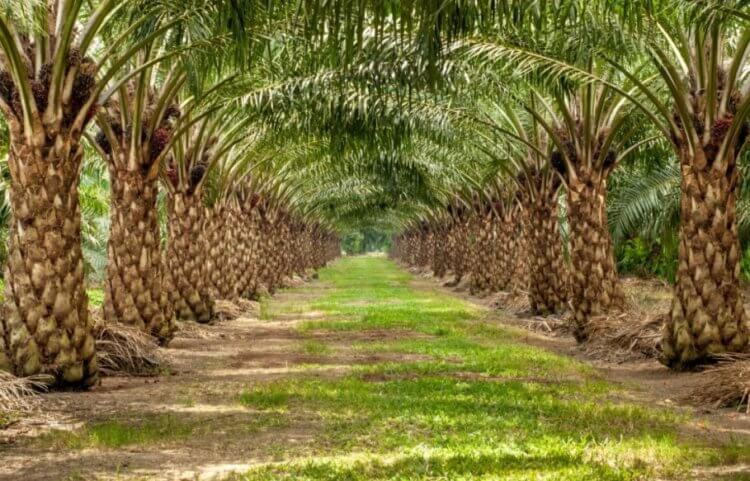 Что такое пальмовое масло?