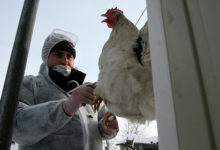 Фото - Доктор Мясников внес ясность в распространение птичьего гриппа