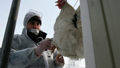 Фото - Доктор Мясников внес ясность в распространение птичьего гриппа