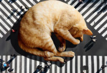 Фото - Фантазёр населяет мир гигантскими кошками