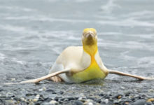 Фото - Фотограф впервые в истории нашел желтого пингвина. Почему он такого цвета?