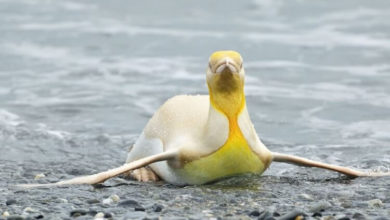 Фото - Фотограф впервые в истории нашел желтого пингвина. Почему он такого цвета?