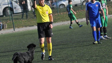 Фото - Футбольный судья показал непослушной собаке красную карточку