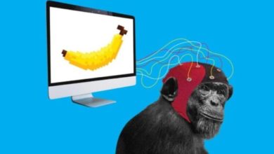 Фото - Илон Маск объявил об успешном «чипировании» обезьяны. Что она теперь умеет?
