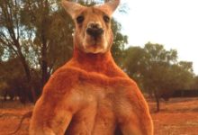 Фото - Кенгуру начали вредить природе Австралии. Что с этим делать?