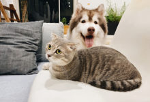 Фото - Кошку и собаку в Подмосковье решили выселить из коммуналки через суд