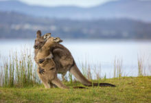 Фото - Мама-кенгуру, нежно обнимающая детёныша, тронула сердца людей