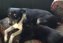 Фото - Надолго пропавший пёс был обнаружен в приюте для животных