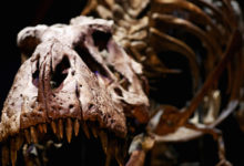 Фото - Названа окончательная причина гибели динозавров