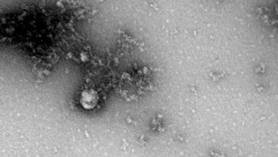 Фото - Названа причина высокой заразности нового штамма коронавируса