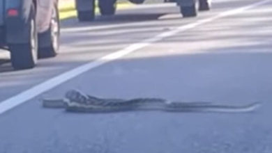 Фото - Объевшаяся змея застопорила движение на дороге