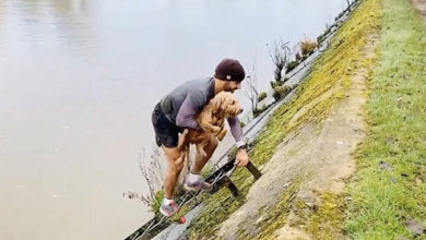 Фото - Пёс, свалившийся в реку, был спасён усилиями неравнодушного бегуна