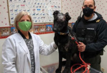 Фото - Пёс, выживший после ожогов, готовится стать терапевтическим животным