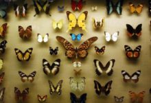 Фото - Почему люди перестали коллекционировать бабочек?