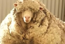 Фото - После стрижки одичавшая овца лишилась 35 килограммов шерсти