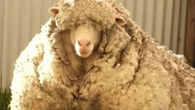 Фото - После стрижки одичавшая овца лишилась 35 килограммов шерсти