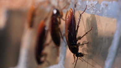 Фото - Россиянам назвали способы борьбы с чужими тараканами