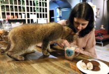 Фото - Россиянам раскрыли сроки начала вакцинации от аллергии на кошек