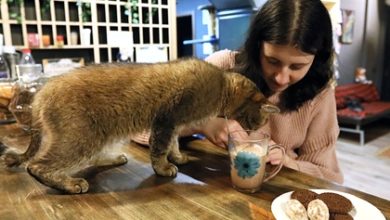 Фото - Россиянам раскрыли сроки начала вакцинации от аллергии на кошек