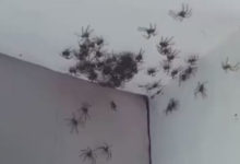 Фото - Спасаясь от плохой погоды, пауки захватили спальню