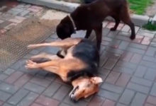 Фото - Стало известно о массовых отравлениях собак в центре популярного курорта России