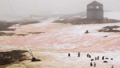 Фото - Украина показала розовый и зеленый снег в Антарктиде