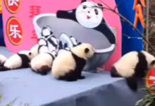 Фото - Упавшая панда запустила цепную реакцию