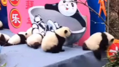 Фото - Упавшая панда запустила цепную реакцию