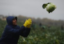 Фото - В России оказалось некем заменить мигрантов для работ в поле