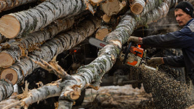 Фото - В России предложили ограничить экспорт древесины
