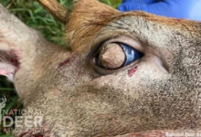 Фото - Власти усыпили дезориентированного оленя с меховыми зрачками