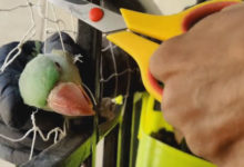 Фото - Запутавшегося попугая успешно выстригли из сетки