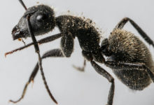 Фото - Как избавиться от муравьев в доме: пошаговая инструкция
