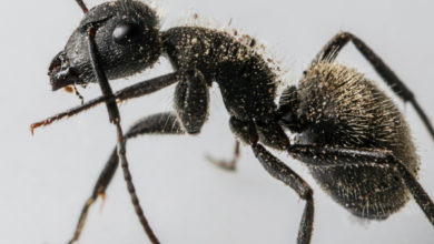 Фото - Как избавиться от муравьев в доме: пошаговая инструкция