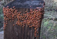 Фото - Божьи коровки объединились в очень большую компанию