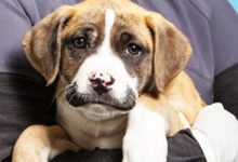 Фото - Брошенный «усатый» щенок нашёл любящих хозяев