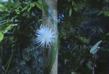 Фото - Это растение цветет только раз в году и испускает приятный аромат. Смотрите видео
