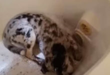 Фото - Грязный щенок попытался прокопать спасительный выход из ванны