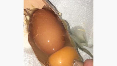 Фото - Иностранцы заподозрили двойное куриное яйцо в связях с Россией