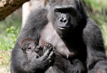 Фото - Инвесторы с Reddit переключились на горилл